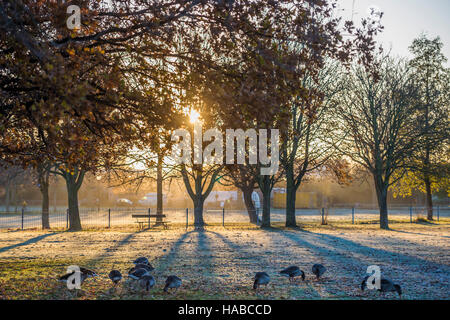 Clapham Common, London, UK. 29th November, 2016. Geese enjoy a rest stop as the sun rises. It is a cold and frosty morning on Clapham Common. London 29 Nov 2016. Credit:  Guy Bell/Alamy Live News Stock Photo