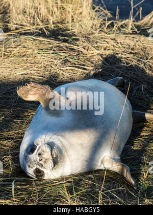 Donna Nook, Lincolnshire, UK. 29th Nov, 2016. New born baby seals are as interested in humans as we are of them. Credit:  Ian Thwaites/Alamy Live News Stock Photo