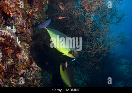 Sleek Unicornfish at Cleaning Station, Naso hexacanthus, Maaya Thila, Ari Atoll, Indian Ocean, Maldives Stock Photo