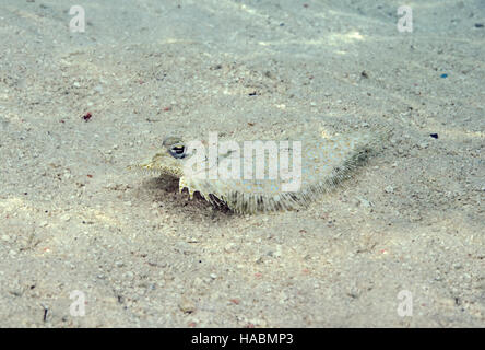 Leopard Flounder, Bothus pantherinus, perfectly disguised on sandy seabed in Bathala, Ari Atol, Maldives, Indian Ocean Stock Photo