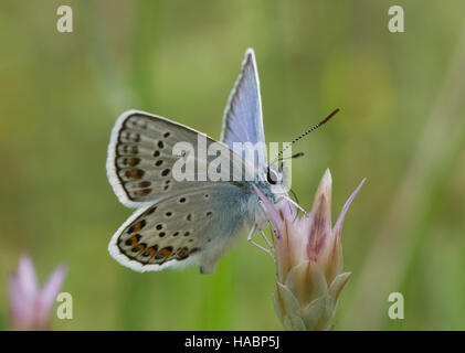 Idas blue butterfly (Plebejus idas) nectaring on wildflower in southern Greece Stock Photo