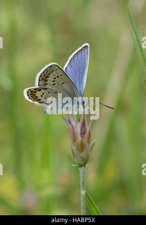 Idas blue butterfly (Plebejus idas) nectaring on wildflower in southern Greece Stock Photo