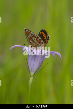 Brown argus butterfly (Aricia agestis) on wildflower in southern Greece. Stock Photo