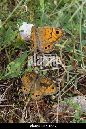 Wall brown butterflies (Lasiommata megera) in Southern Greece - male and female - courtship behaviour Stock Photo