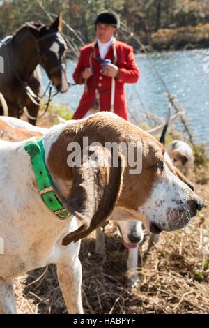 Middleton Hunt Riders gather for the Blessing of the Hounds marking the start of the ...