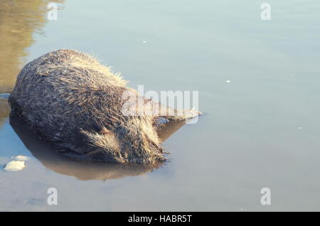 Dead Boar Wild Animal Drowned in the Water Horizontal Stock Photo