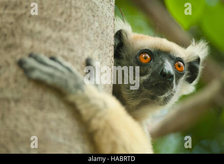 Golden-crowned or Tattersall's sifaka (Propithecus tattersalli) Critically endangered lemur, Daraina region, NE Madagascar Stock Photo