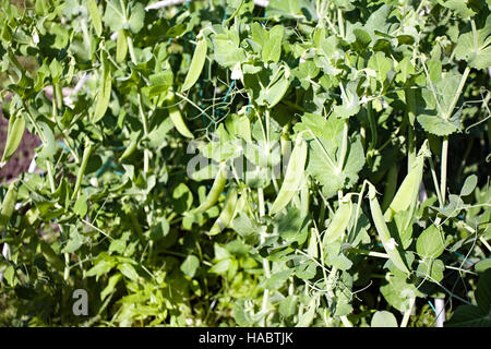 closeup of many green pea pods in vegetable garden Stock Photo