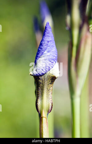 Iris flower bud closeup on blurry green background Stock Photo