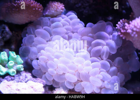 Bubble coral scientifically known as Plerogyra sinuosa in a saltwater aquarium Stock Photo