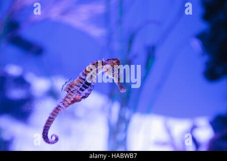 Longsnout seahorse known as Hippocampus reidi in a marine aquarium Stock Photo