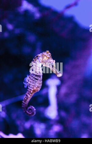 Longsnout seahorse known as Hippocampus reidi in a marine aquarium Stock Photo