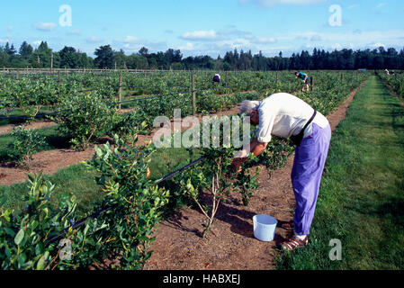 Middle-aged Woman picking Blueberries at a U-Pick Blueberry Farm, Fraser Valley, BC, British Columbia, Canada Stock Photo