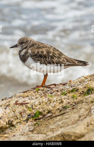 Sharp-tailed Sandpiper, Calidris acuminata at Emu Bay, Kangaroo Island, South Australia, Australia Stock Photo