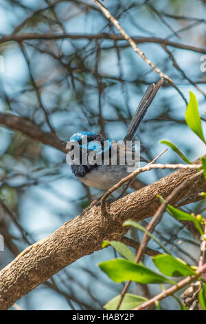 Male Superb Fairy Wren, Malurus cyaneus at Pelican Lagoon, Kangaroo Island, South Australia, Australia Stock Photo