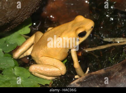 Colombian Golden poison dart frog / arrow frog (Phyllobates terribilis) Stock Photo