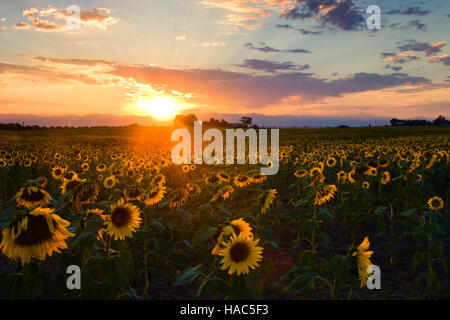 Colorado sunflower field cloudy sky hi-res stock photography and images -  Alamy