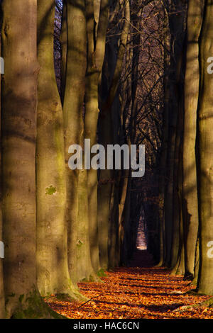 Fallen leaves on a path through a beech forest in autumn Stock Photo