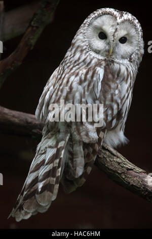 East European Ural owl (Strix uralensis uralensis). Stock Photo