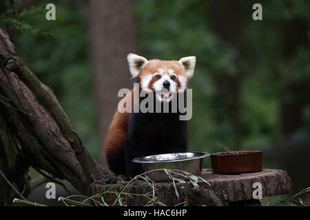 Western red panda (Ailurus fulgens fulgens), also known as the Nepalese red panda at Brno Zoo in South Moravia, Czech Republic. Stock Photo
