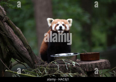 Western red panda (Ailurus fulgens fulgens), also known as the Nepalese red panda at Brno Zoo in South Moravia, Czech Republic. Stock Photo