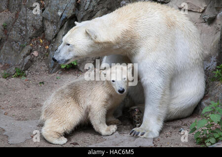 Six-month-old polar bear (Ursus maritimus) called Noria with its mother Cora at Brno Zoo in South Moravia, Czech Republic. The polar bear cub Noria wa Stock Photo