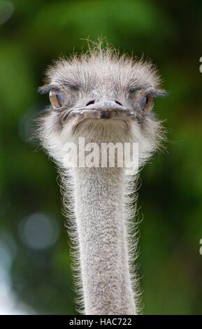 An inquisitive Emu has a look at what is happening Stock Photo