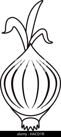 outline onion vegetable nutrition sprout icon Stock Vector