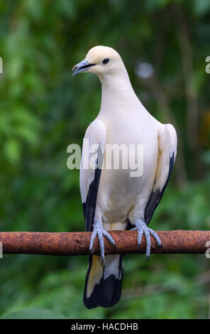 Pied imperial pigeon (Ducula bicolor) Stock Photo