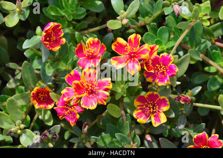 Group of Portulaca umbraticola near Pune, Maharashtra, India Stock Photo