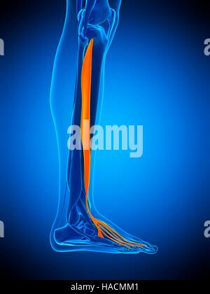 Illustration of the extensor digitorum longus muscle Stock Photo - Alamy
