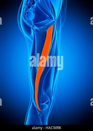 Illustration of the gracillis muscle Stock Photo - Alamy