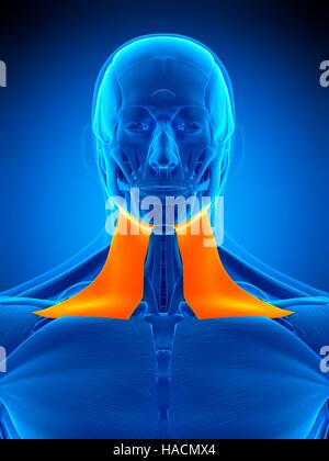 Illustration of the platysma muscle Stock Photo: 126900835 - Alamy