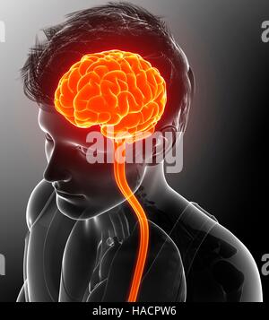 View of the spinal cord Stock Photo - Alamy