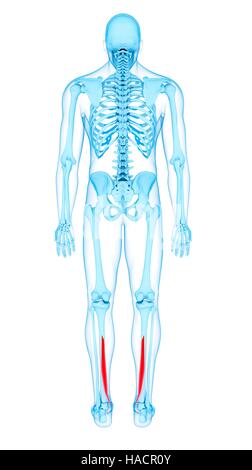 Illustration of the flexor digitorum longus muscle Stock Photo - Alamy
