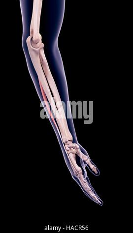 Illustration of the extensor digiti minimi muscle. Stock Photo