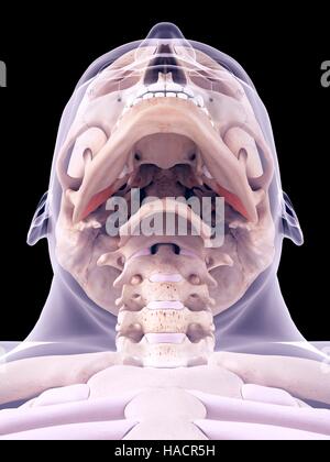 Medical accurate illustration of the external pterygoideus muscles. Stock Photo