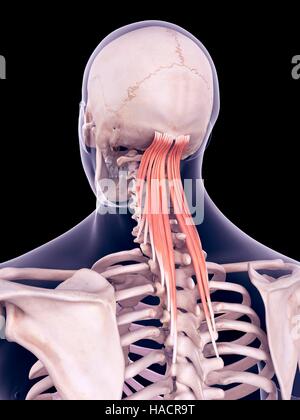 Illustration of the semispinalis capitis muscles. Stock Photo