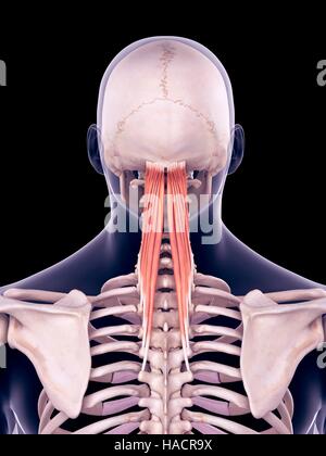 Illustration of the semispinalis capitis muscles. Stock Photo