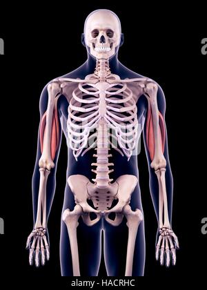 Triceps - Anatomy Muscles Stock Photo - Alamy