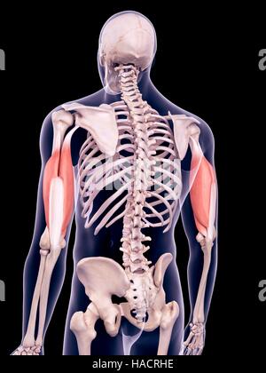 Triceps - Anatomy Muscles Stock Photo - Alamy