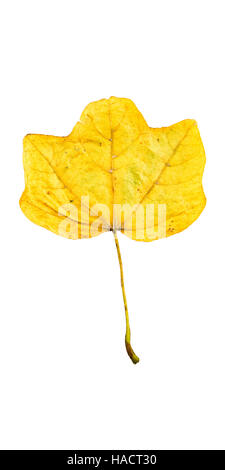 Close-up Photograph of a withering autumnal fig tree leaves isolated on white background in high resolution Stock Photo