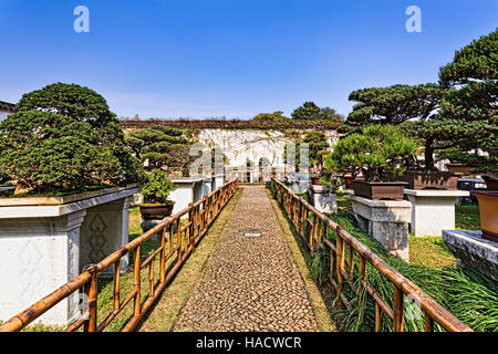 Decorated pebble stone walkway with bamboo fence in traditional chinese garden of bonsai miniature trees on a bright sunny day. Stock Photo