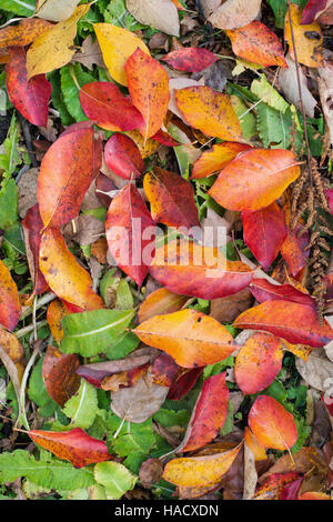 Nyssa sylvatica 'Wisley Bonfire'. Fallen Black gum 'Wisley Bonfire' leaves in autumn on the ground Stock Photo