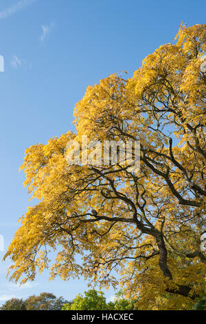 Phellodendron amurense var. sachalinense. Sakhalin Corktree in autumn at RHS Wisley Gardens, Surrey, England Stock Photo