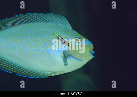 bluestreak cleaner wrasse, Labroides dimidiatus, outside gill of a Sleek unicornfish, Naso hexacanthus Stock Photo