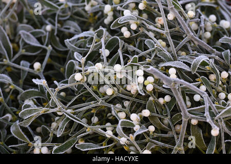 A frost on a mistletoe bush during the annual mistletoe and holly auction at Burford House Garden Stores in Tenbury Wells, Worcestershire. Stock Photo