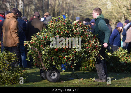 A trailer full of holly during the annual mistletoe and holly auction at Burford House Garden Stores in Tenbury Wells, Worcestershire. Stock Photo