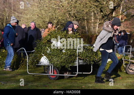 Women wheel away their purchase of mistletoe during the annual mistletoe and holly auction at Burford House Garden Stores in Tenbury Wells, Worcestershire. Stock Photo