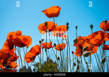 Field of bright red poppy flowers in summer Stock Photo
